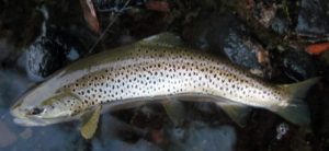 中禅寺湖ブラウントラウト