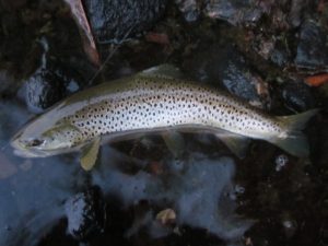 中禅寺湖ブラウントラウト